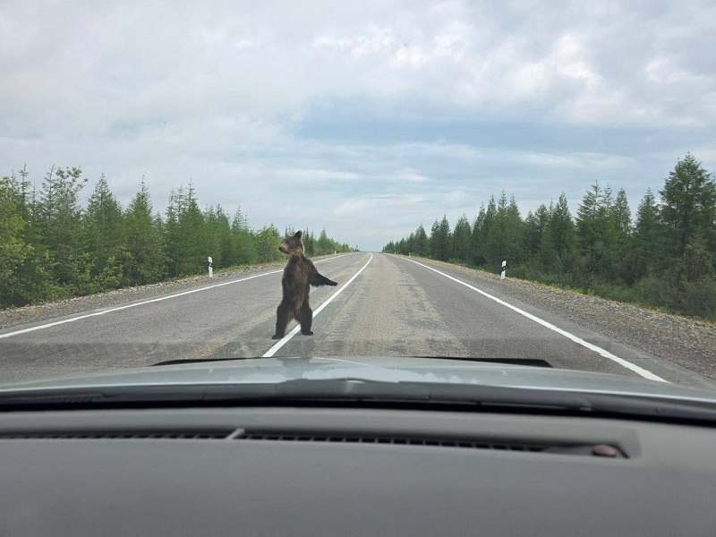 Почему медведи все чаще выходят к поселкам. Руководитель Усть-Янской ИГЭН рассказал о причинах и как снизить риск встречи с хозяином тайги