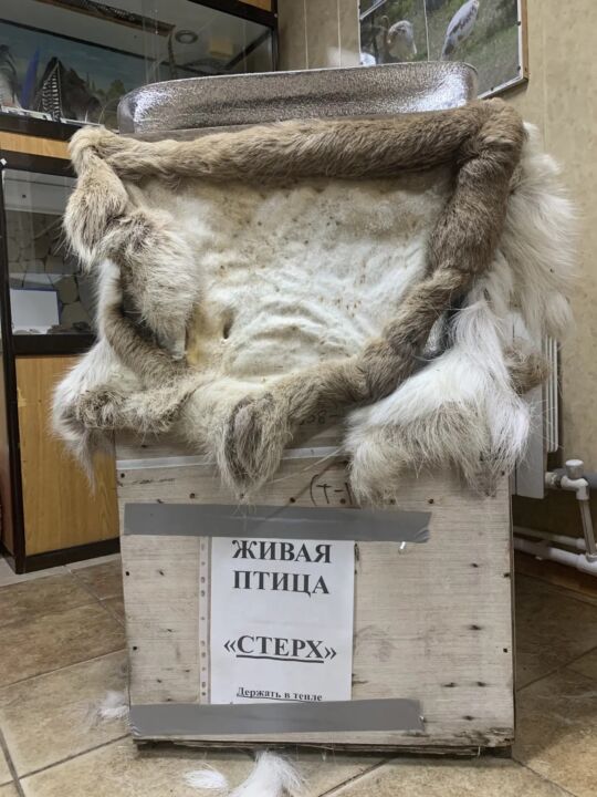 Отважный стершонок из самого северного зоопарка мира готовится к новоселью и задумывается об избраннице