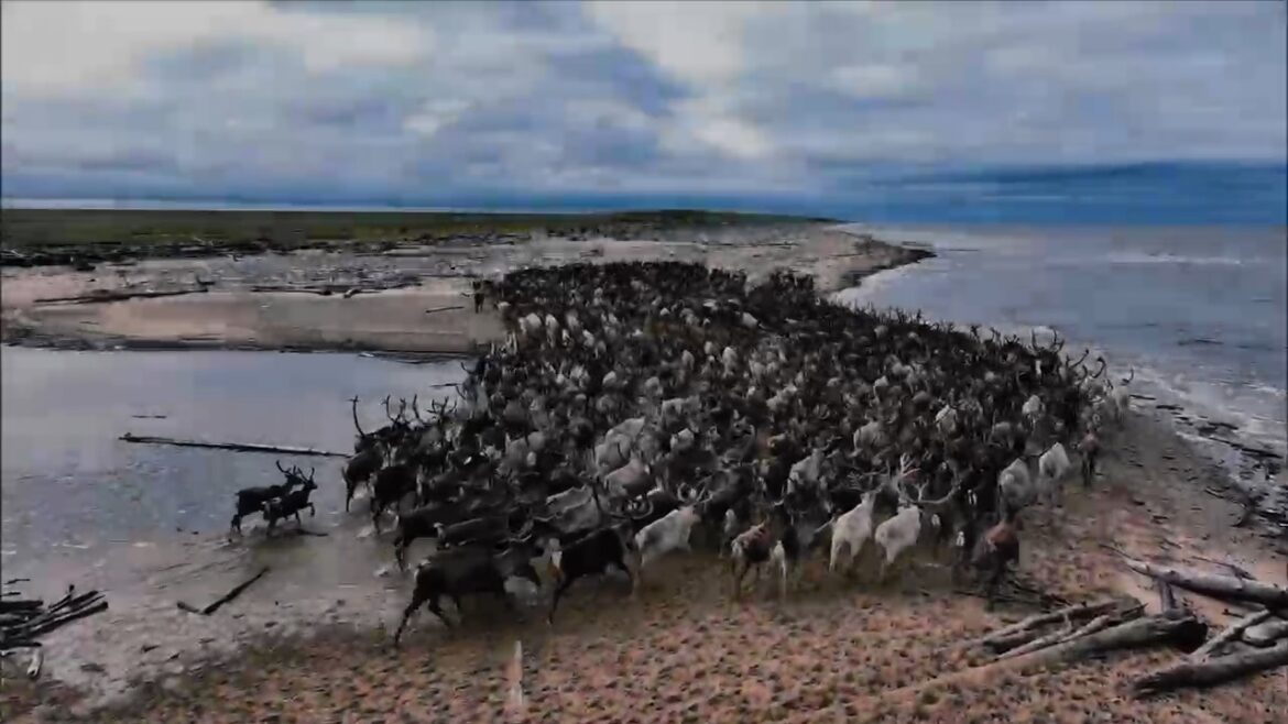 VID-20260609-WA0028.mp4_20260610_115506.975 Родовая община «Омолой» — первая в Усть‑Янском районе
