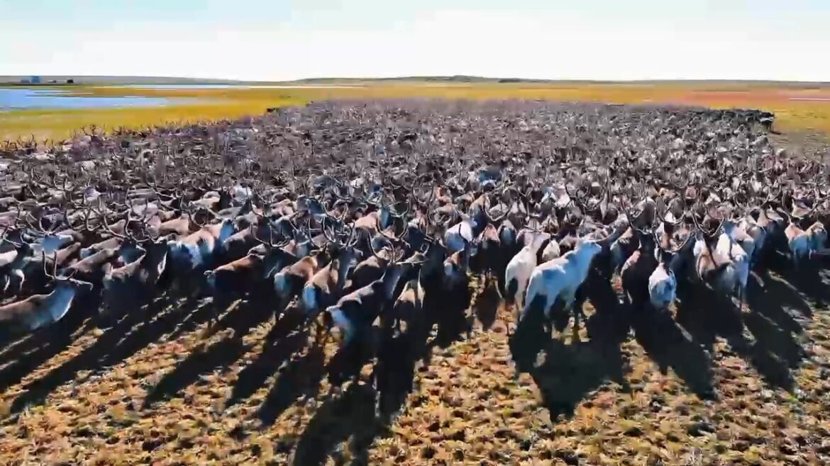 VID-20260609-WA0028.mp4_20260610_115515.510 Родовая община «Омолой» — первая в Усть‑Янском районе