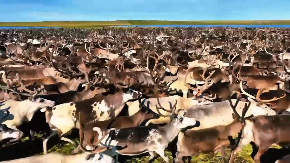 VID-20260609-WA0028.mp4_20260610_115615.020 Родовая община «Омолой» — первая в Усть‑Янском районе