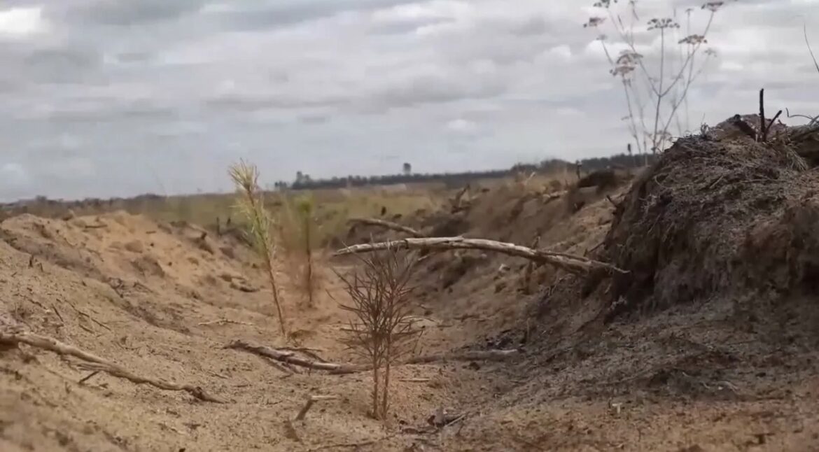 Лесовосстановление АЛРОСА: более 350 тысяч сеянцев сосны высадили в Олекминске в этом году
